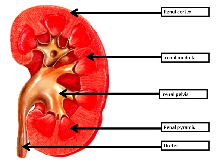 Renal cortex renal medulla renal pelvis Renal pyramid Ureter 