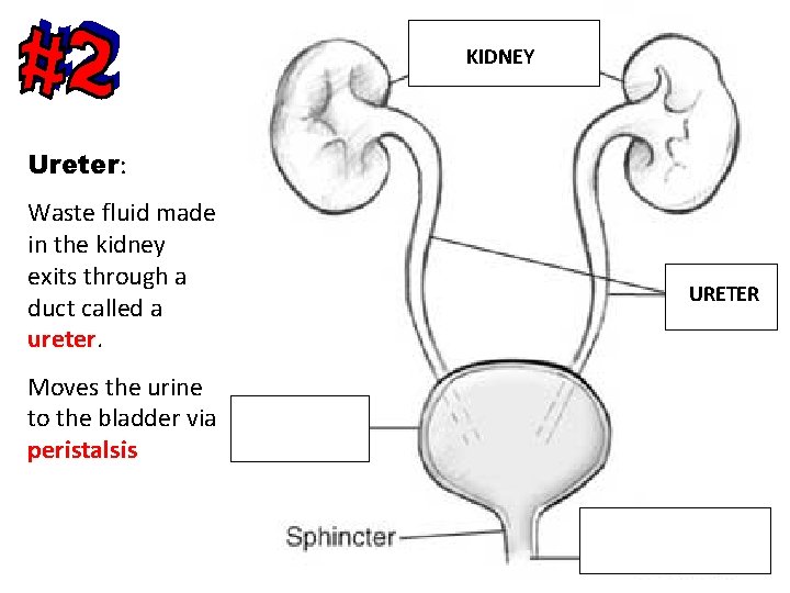 KIDNEY Ureter: Waste fluid made in the kidney exits through a duct called a