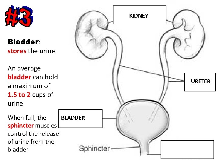 KIDNEY Bladder: stores the urine An average bladder can hold bladder a maximum of