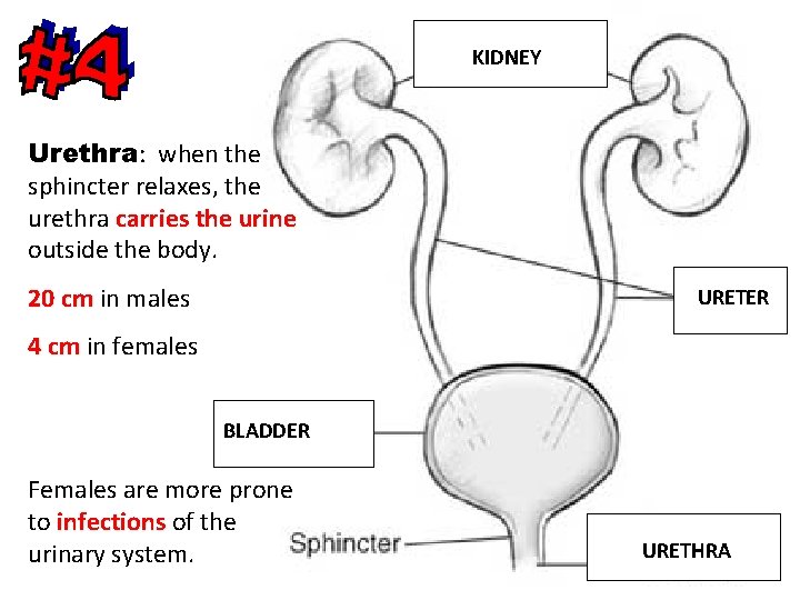 KIDNEY Urethra: when the sphincter relaxes, the urethra carries the urine outside the body.