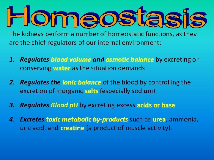 The kidneys perform a number of homeostatic functions, as they are the chief regulators