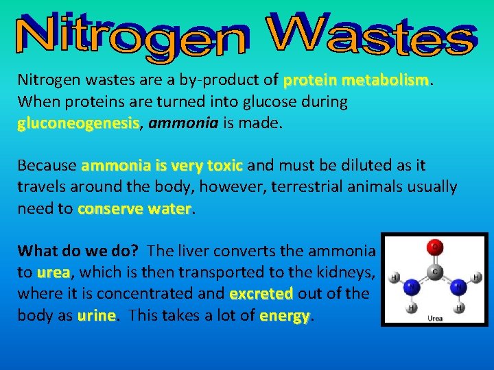 Nitrogen wastes are a by-product of protein metabolism When proteins are turned into glucose