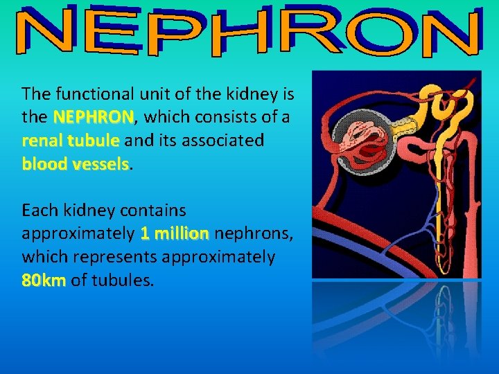 The functional unit of the kidney is the NEPHRON, which consists of a NEPHRON