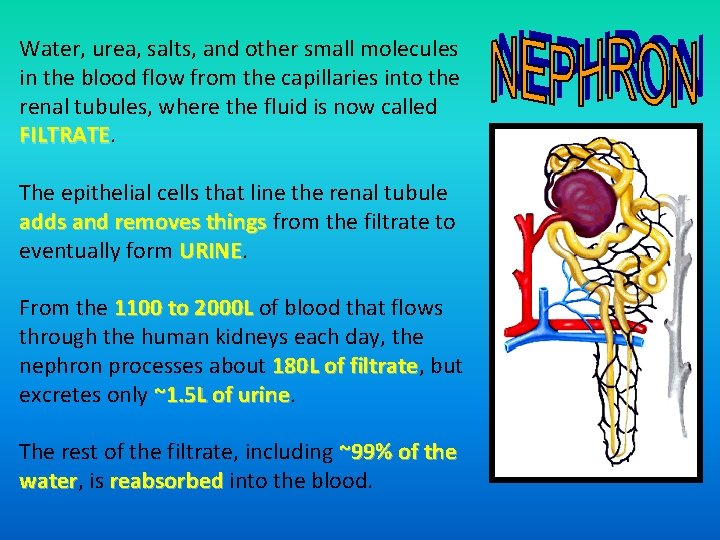 Water, urea, salts, and other small molecules in the blood flow from the capillaries