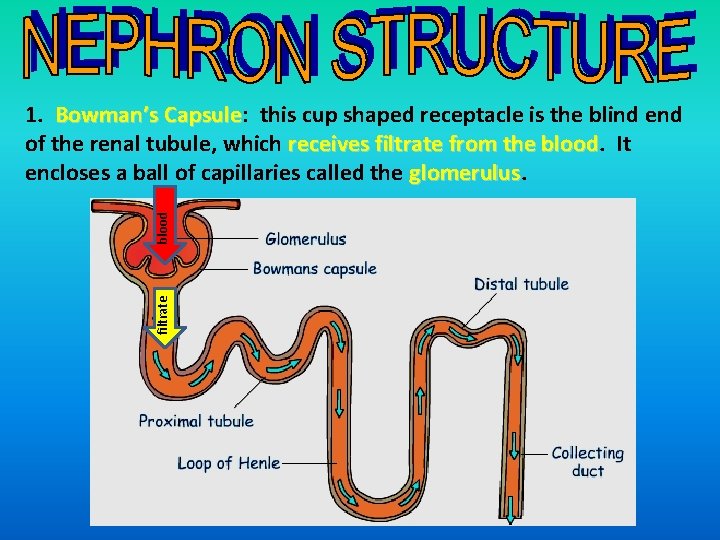 filtrate blood 1. Bowman’s Capsule: Capsule this cup shaped receptacle is the blind end