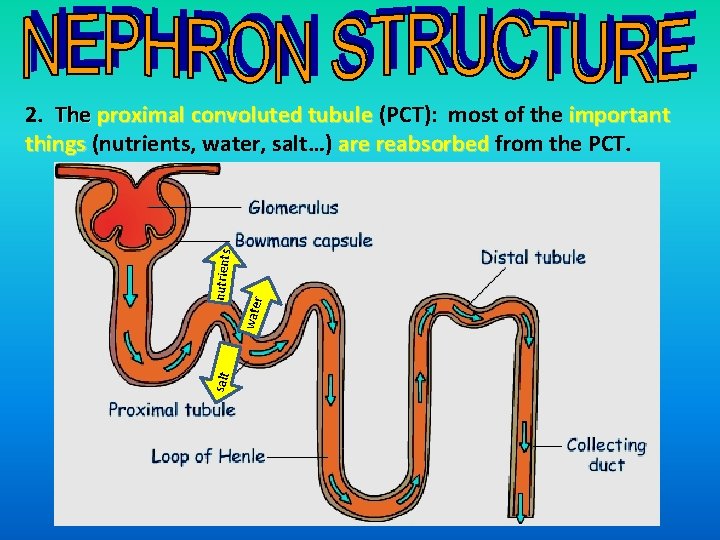 salt r wate nutrients 2. The proximal convoluted tubule (PCT): most of the important