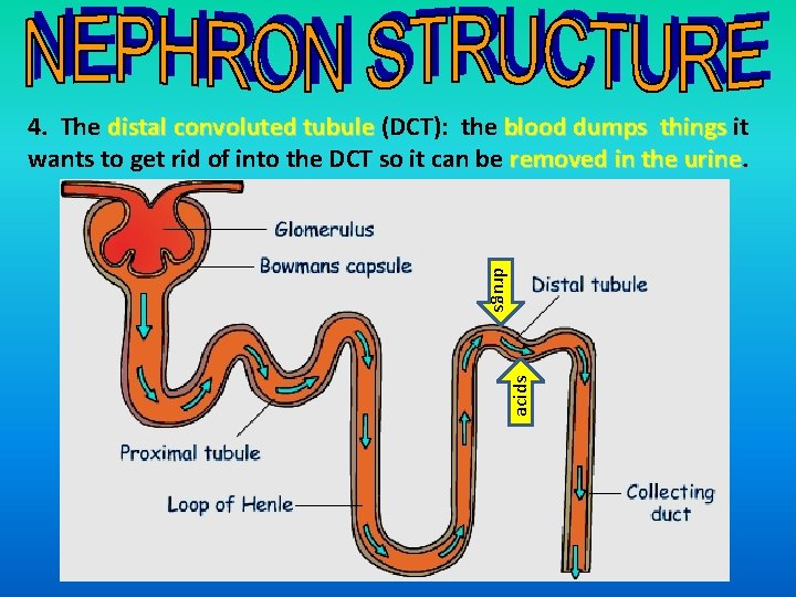 4. The distal convoluted tubule (DCT): the blood dumps things it wants to get