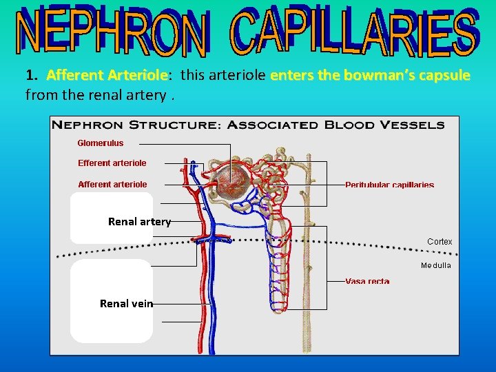 1. Afferent Arteriole: this arteriole enters the bowman’s capsule Arteriole from the renal artery.