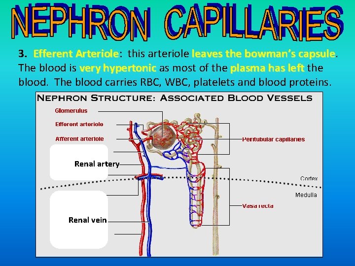 3. Efferent Arteriole: this arteriole leaves the bowman’s capsule. Arteriole capsule The blood is