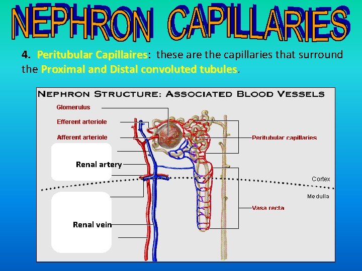 4. Peritubular Capillaires: these are the capillaries that surround Capillaires the Proximal and Distal