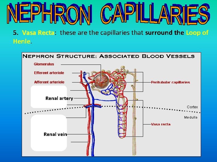 5. Vasa Recta: these are the capillaries that surround the Loop of Recta Henle.