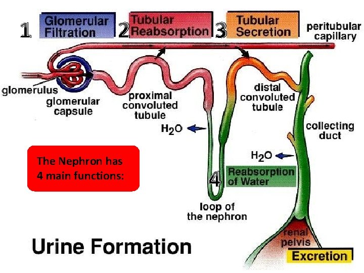 1 2 The Nephron has 4 main functions: 3 4 