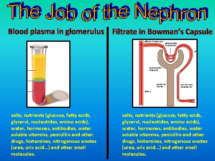 Blood plasma in glomerulus Filtrate in Bowman’s Capsule salts, nutrients (glucose, fatty acids, glycerol,