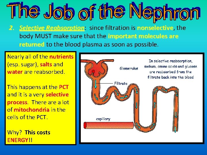 2. Selective Reabsorption: since filtration is nonselective, the Reabsorption nonselective body MUST make sure