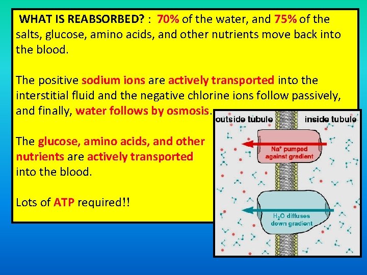 WHAT IS REABSORBED? : 70% of the water, and 75% of the 70% 75%