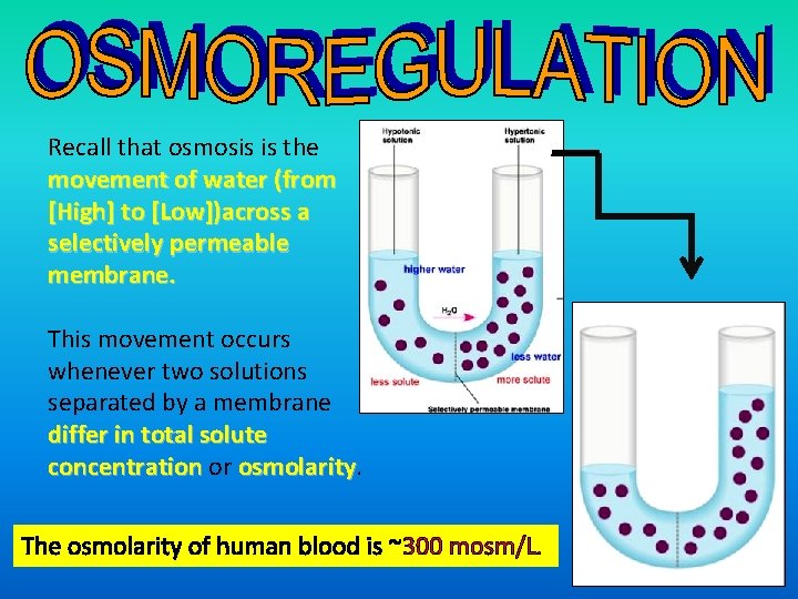 Recall that osmosis is the movement of water (from [High] to [Low])across a selectively