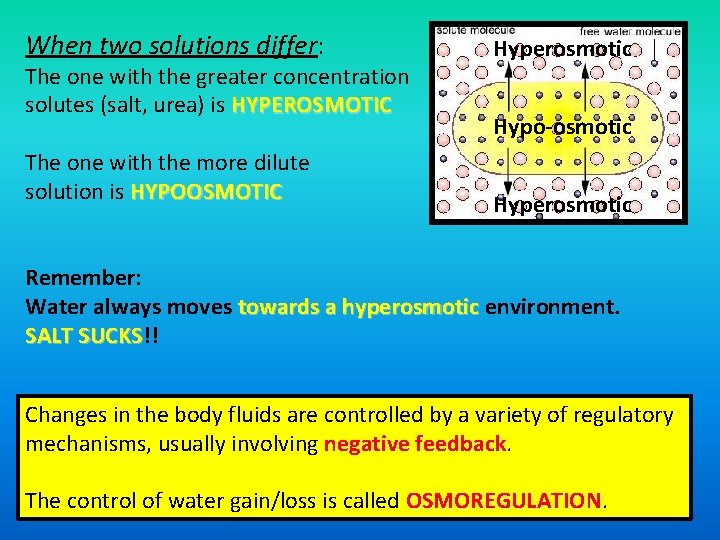 When two solutions differ: Hyperosmotic The one with the greater concentration of solutes (salt,