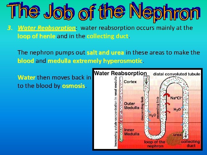 3. Water Reabsorption: water reabsorption occurs mainly at the Reabsorption loop of henle and