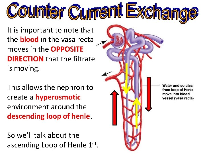 It is important to note that the blood in the vasa recta blood moves