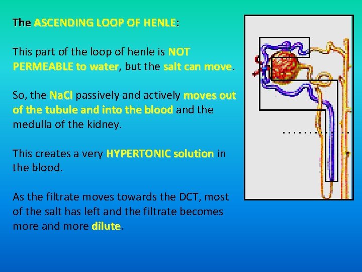 The ASCENDING LOOP OF HENLE: This part of the loop of henle is NOT