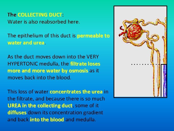 The COLLECTING DUCT: DUCT Water is also reabsorbed here. The epithelium of this duct