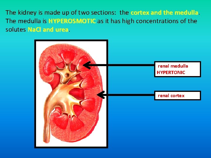 The kidney is made up of two sections: the cortex and the medulla The