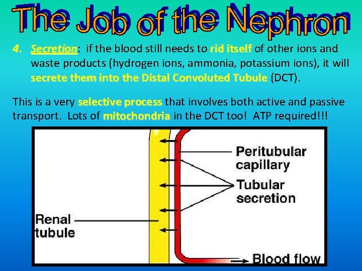 4. Secretion: if the blood still needs to rid itself of other ions and