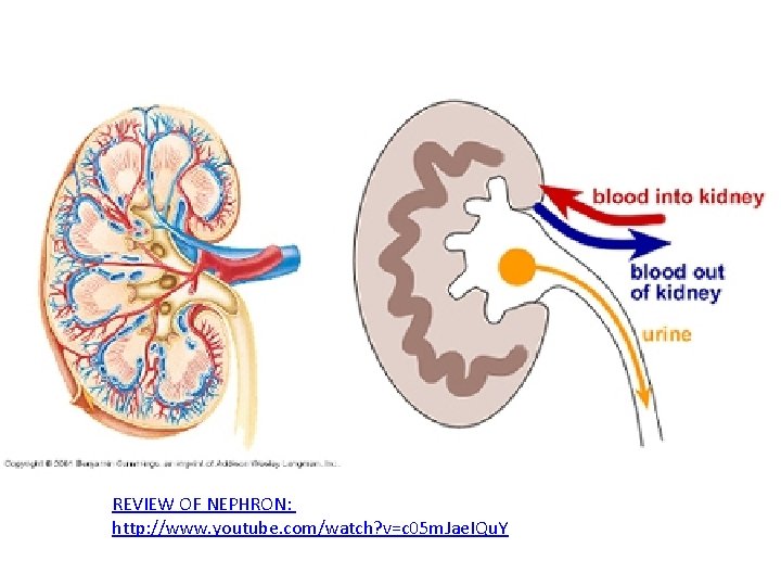 REVIEW OF NEPHRON: http: //www. youtube. com/watch? v=c 05 m. Jae. IQu. Y 