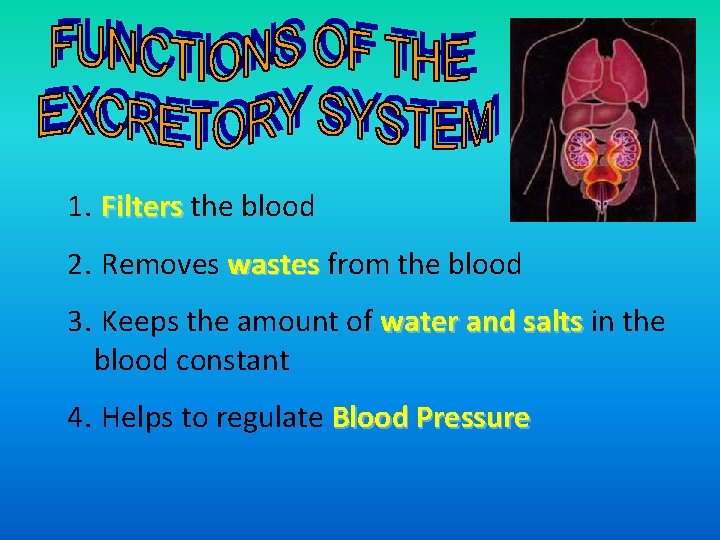 1. Filters the blood 2. Removes wastes from the blood wastes 3. Keeps the