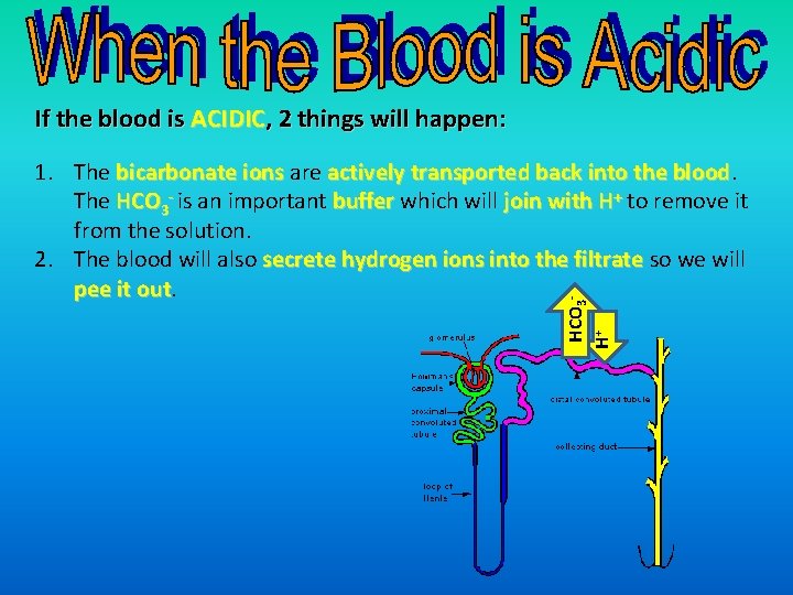 If the blood is ACIDIC, 2 things will happen: HCO 3 H+ 1. The