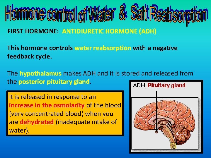 FIRST HORMONE: ANTIDIURETIC HORMONE (ADH) This hormone controls water reabsorption with a negative feedback