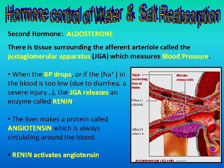 Second Hormone: ALDOSTERONE There is tissue surrounding the afferent arteriole called the juxtaglomerular apparatus