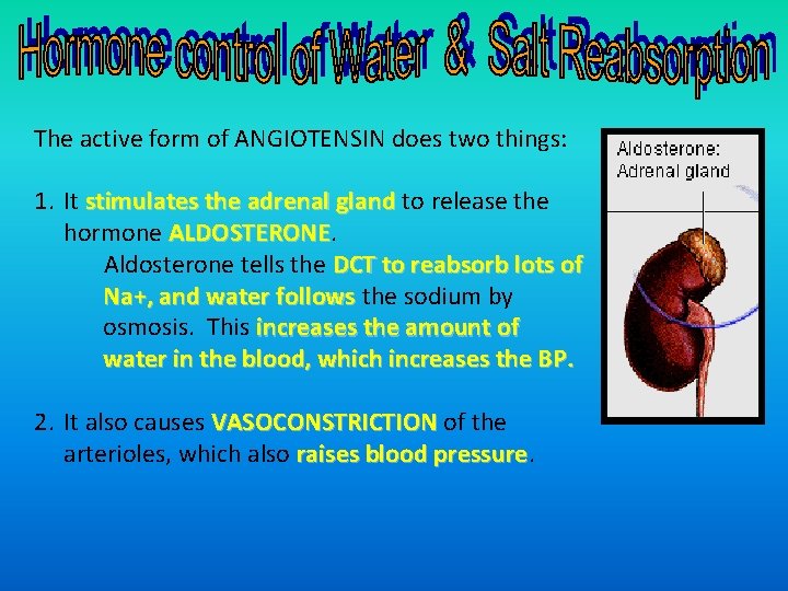 The active form of ANGIOTENSIN does two things: 1. It stimulates the adrenal gland