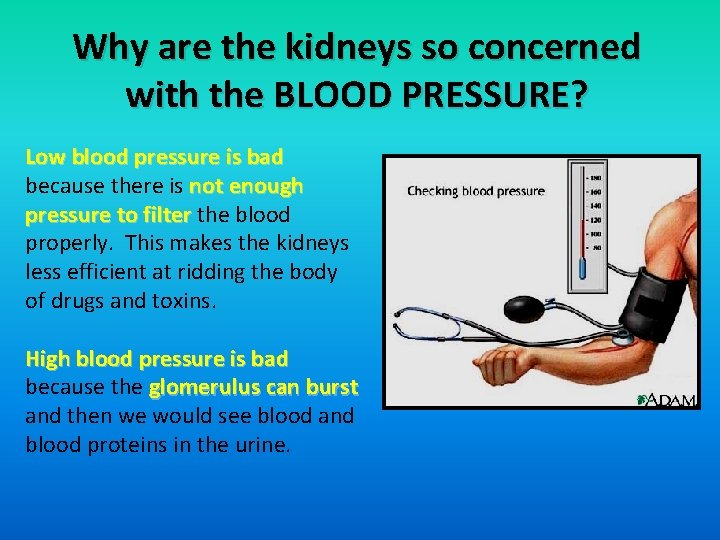 Why are the kidneys so concerned with the BLOOD PRESSURE? Low blood pressure is