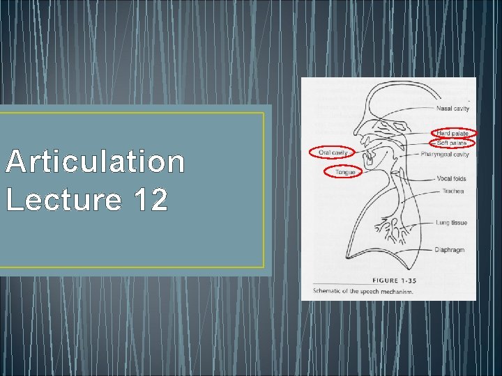 Articulation Lecture 12 