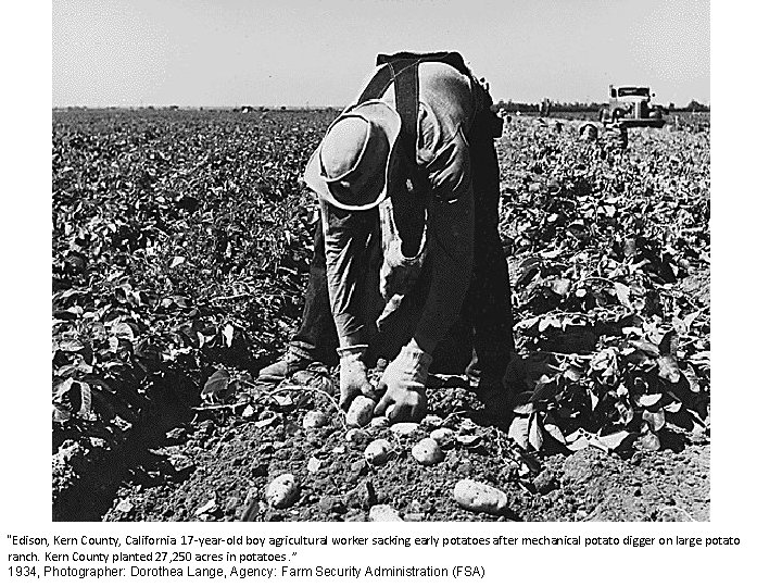 “Edison, Kern County, California. 17 -year-old boy agricultural worker sacking early potatoes after mechanical
