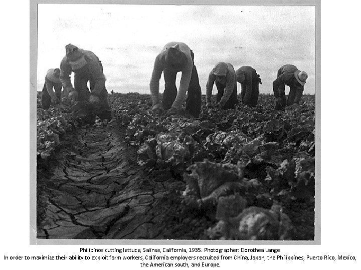 Philipinos cutting lettuce, Salinas, California, 1935. Photographer: Dorothea Lange. In order to maximize their