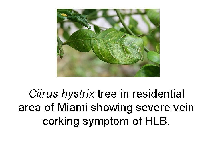 Citrus hystrix tree in residential area of Miami showing severe vein corking symptom of