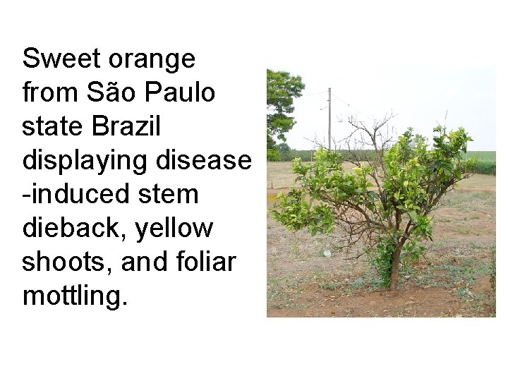 Sweet orange from São Paulo state Brazil displaying disease -induced stem dieback, yellow shoots,