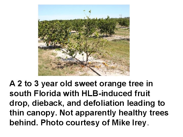 A 2 to 3 year old sweet orange tree in south Florida with HLB-induced
