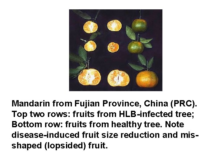 Mandarin from Fujian Province, China (PRC). Top two rows: fruits from HLB-infected tree; Bottom