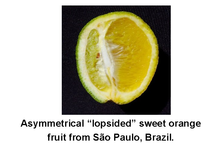 Asymmetrical “lopsided” sweet orange fruit from São Paulo, Brazil. 