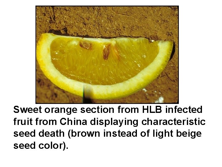 Sweet orange section from HLB infected fruit from China displaying characteristic seed death (brown