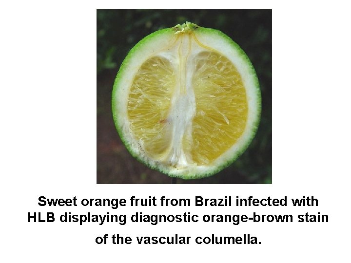 Sweet orange fruit from Brazil infected with HLB displaying diagnostic orange-brown stain of the