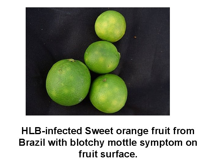 HLB-infected Sweet orange fruit from Brazil with blotchy mottle symptom on fruit surface. 