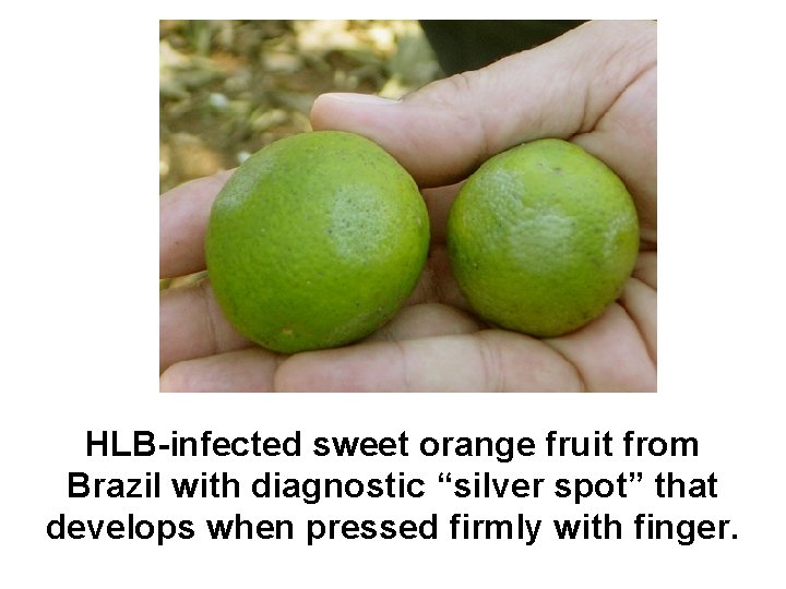 HLB-infected sweet orange fruit from Brazil with diagnostic “silver spot” that develops when pressed