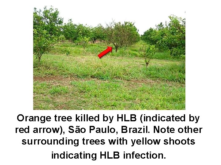 Orange tree killed by HLB (indicated by red arrow), São Paulo, Brazil. Note other