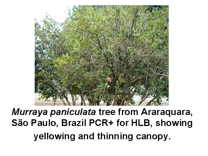 Murraya paniculata tree from Araraquara, São Paulo, Brazil PCR+ for HLB, showing yellowing and