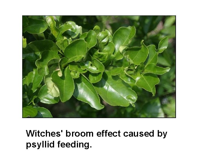 Witches' broom effect caused by psyllid feeding. 