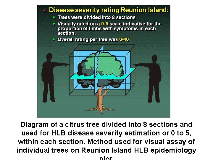 Diagram of a citrus tree divided into 8 sections and used for HLB disease